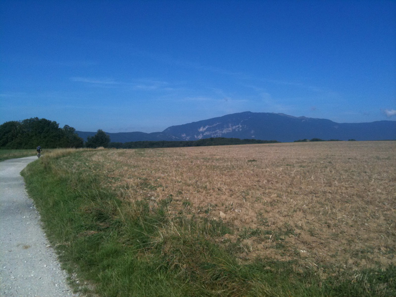 le long des champs de blé face au Jura